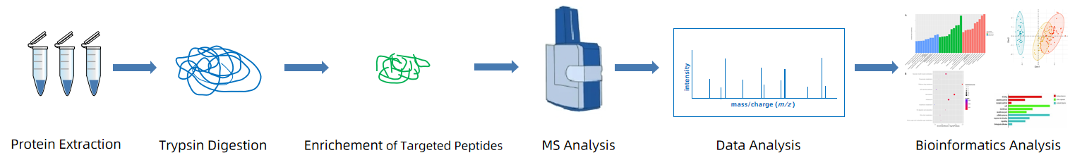 1846091711135731712-WorkflowofProteinβ-Hydroxybutyrylation Analysis.PNG